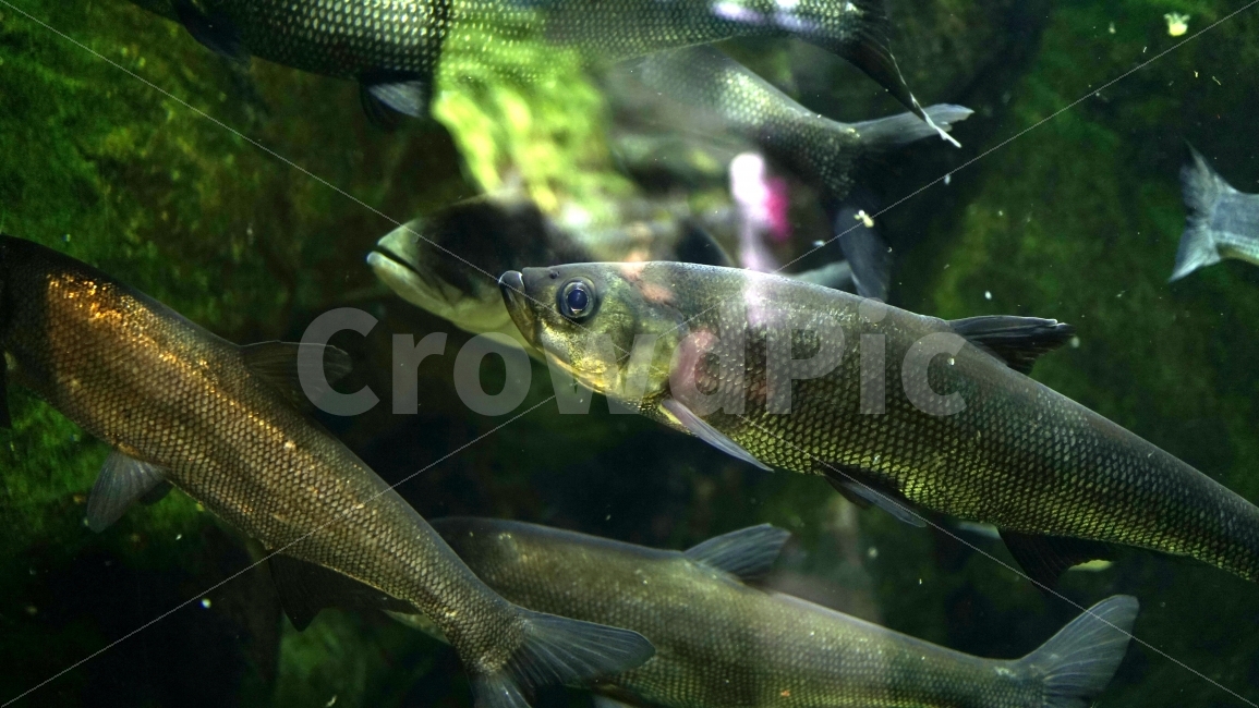 물고기,잉어,열대어,붕어,생선,어류,수족관,낙시,fish,어항,금붕어,수산,해양,바다,생물,동물,물속,바다속,바닷속,동물,animal,어류,물고기,fish