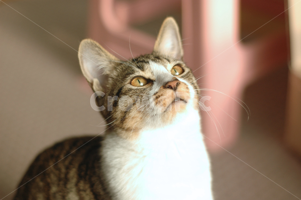 고양이,길고양이,동물,길냥이,유기묘,냥이,반려동물,코리안숏헤어,코숏,반려묘,포유류,cat,pet,mammal,kitten,animal,동물,animal,포유류,mammal,고양이,cat,kitten,kitty