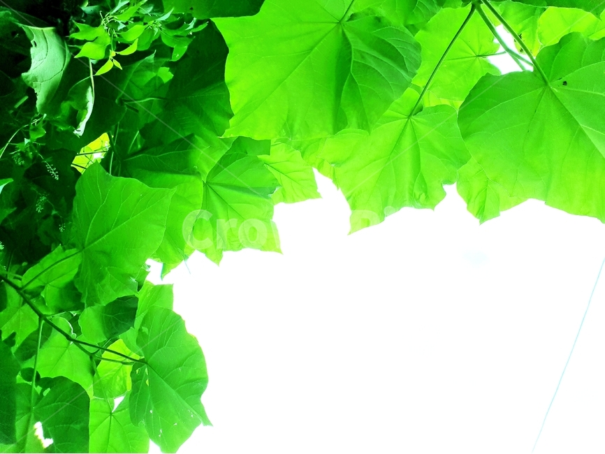 초록,나무,여름,식물,계절,자연,nature,plant,abstract,background,treeleaf,tree,오동잎,식물,자연,plants,nature
