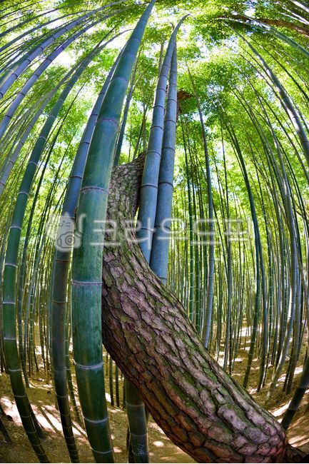 pine tree,luxury pine tree,shape,coexistence,Shapeseongmaengjongjongjuk,Gochangeupseong Fortress,bamboo field,Moyangseong Bamboo Field,bamboo,Maengjongjuk,plant,Gochangeupseong Bamboo Field,Gochangeup Seongmaengjongjuk,Masterpiece Pine Tree