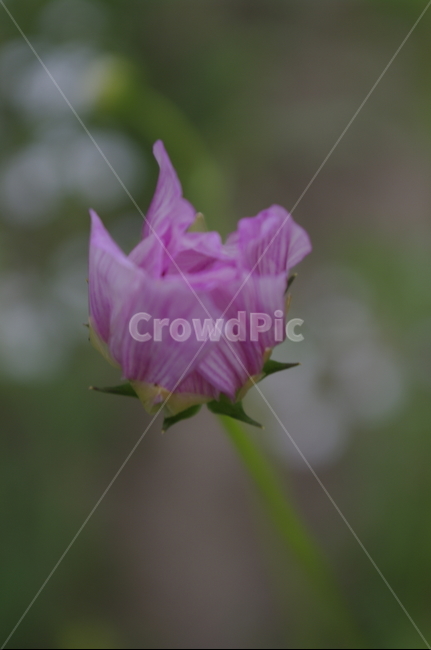 꽃,flower,식물,plant,자연,nature