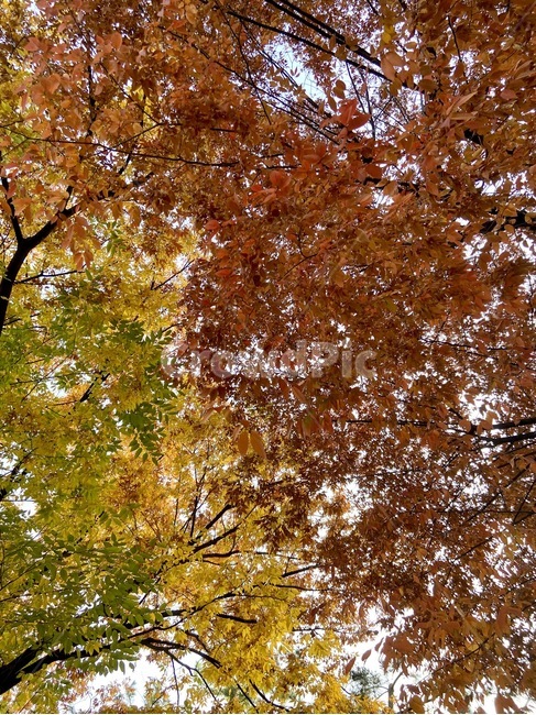 plant,식물,tree,나무,maple,단풍,가을,autumn,fall,가을,계절,fall,autumn,season
