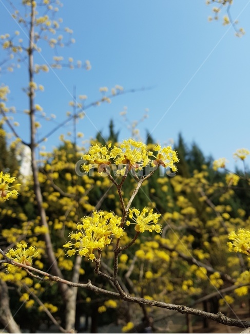 산유수,산유수꽃,노란꽃,봄,봄꽃,새싹,생명,시작,봄,계절,spring,season,식물,자연,plants,nature,꽃,flower,plant