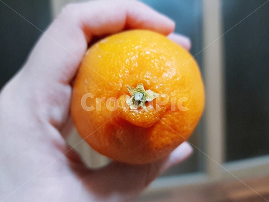 감귤류과일,식물,fruit,과일,plant,orange,음식,food,주황색,한라봉,제주도