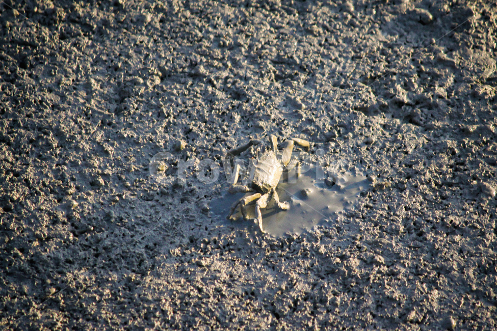 동물,animal,갯벌,게,crab,bay,생물,mudflat,mud,mudskipper,생태계,ecosystem,ecologicalsystem,자연,nature,해변,바다,beach,sea,동물,animal
