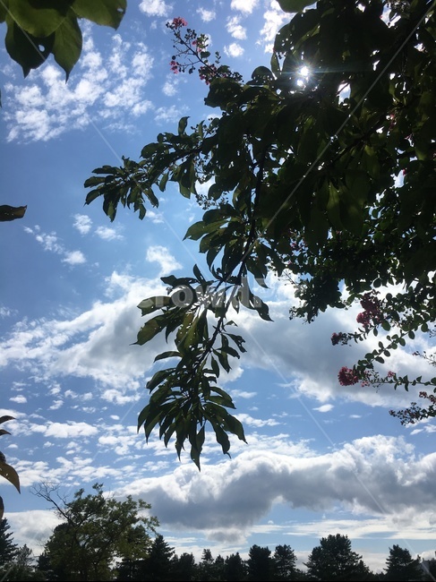 하늘,나무,8월,자연,sky