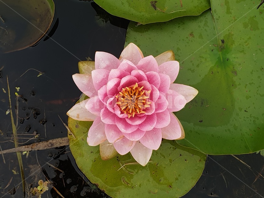 수련,연꽃,꽃,flower,자연