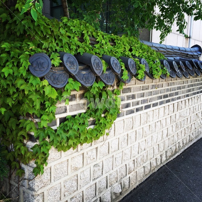 기와,tile,아이비,ivey,넝쿨,vine,풍경,view,담장,fence,한국전통,한국문화,korean traditional,korean culture,건축물,건물외관,exterior,building,structure,architecture,construction