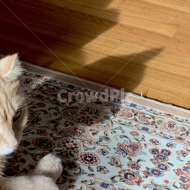 flooring,바닥,반려동물,고양이,고양이옆모습,그림자