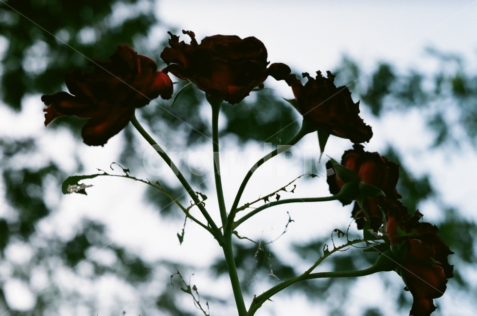 자연,장미,필름,실루엣,장미꽃,식물,자연,plants,nature,꽃,flower,감성,sensible,feeling