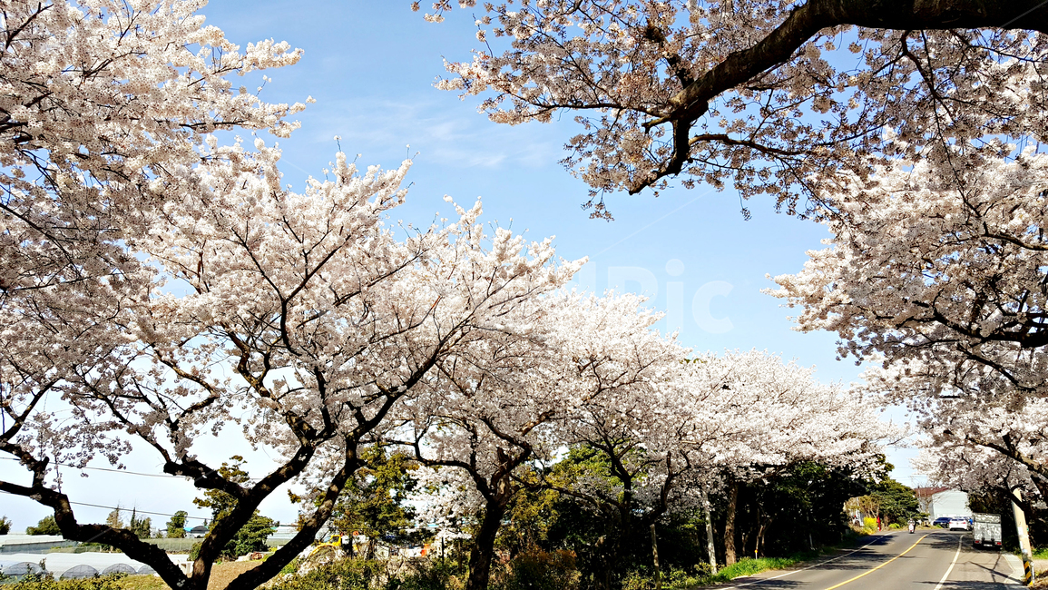 꽃,blossom,cherryblossom,식물,plant,벚꽃,벚나무,식물,자연,plants,nature,꽃,flower