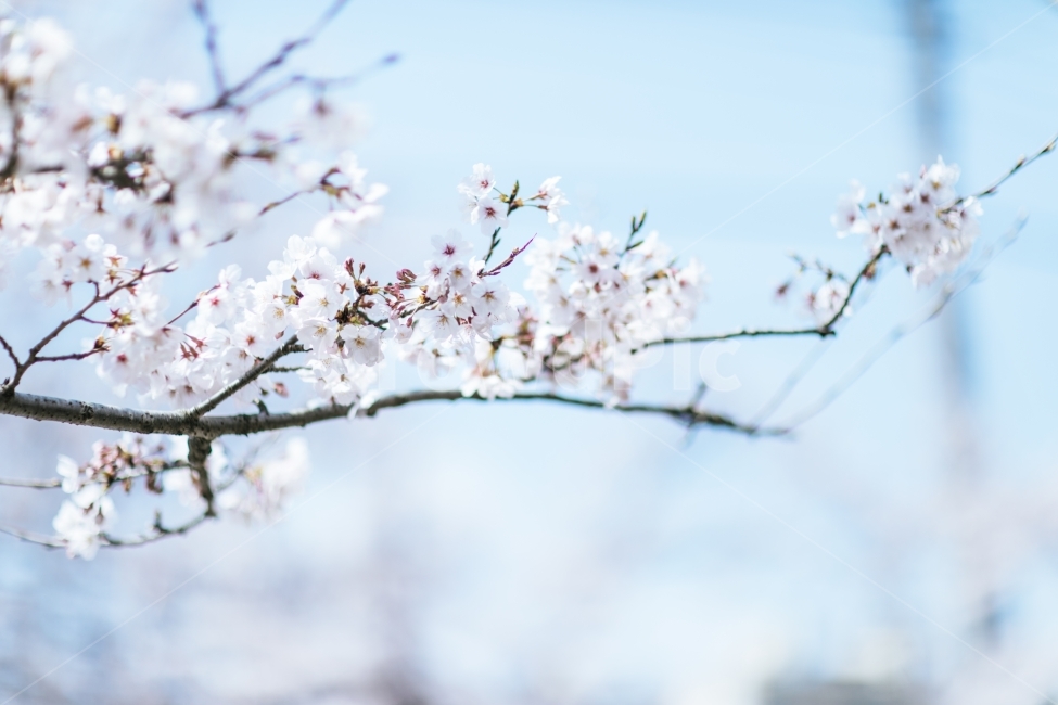 벚꽃,꽃,봄,자연,풍경,식물,flower,spring,nature,landscape,봄,계절,spring,season,식물,자연,plants,nature,꽃,flower,감성,sensible,feeling,plant