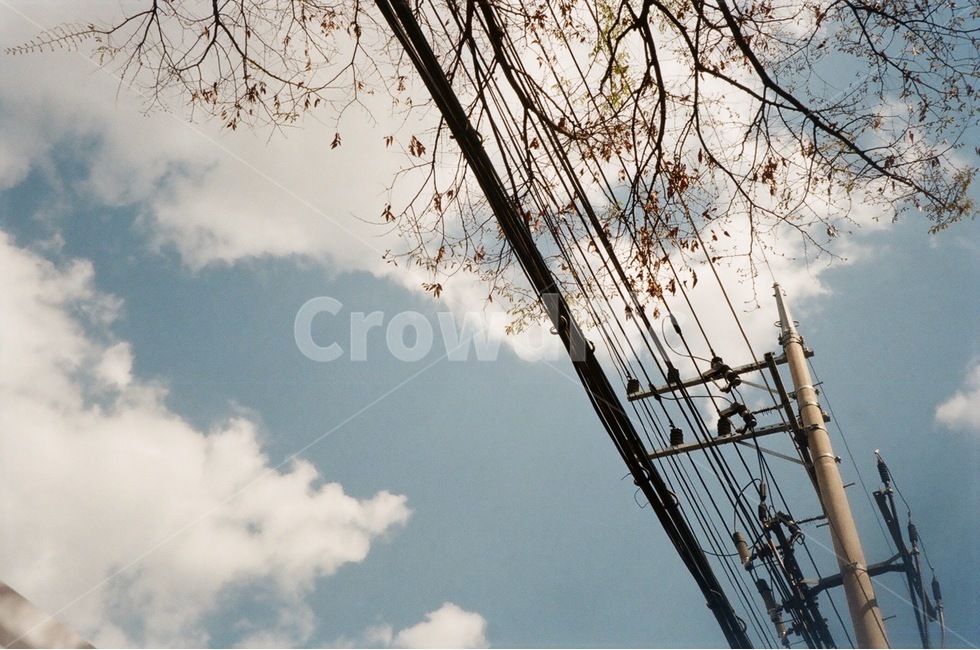 구름,하늘,필름사진,전깃줄,꽃,따뜻함,감성사진,빈티지,자연,nature,sky,cloud