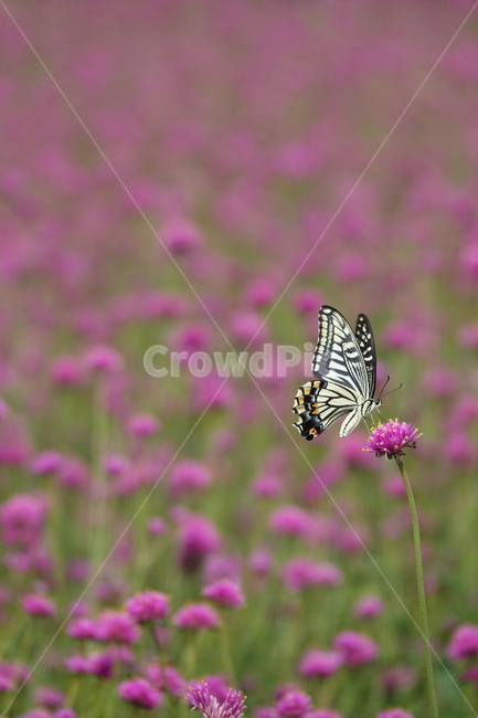 나비,꽃,자연,꽃축제,양주,식물,자연,plants,nature,꽃,flower,동물,animal,곤충,벌레,insect,bug
