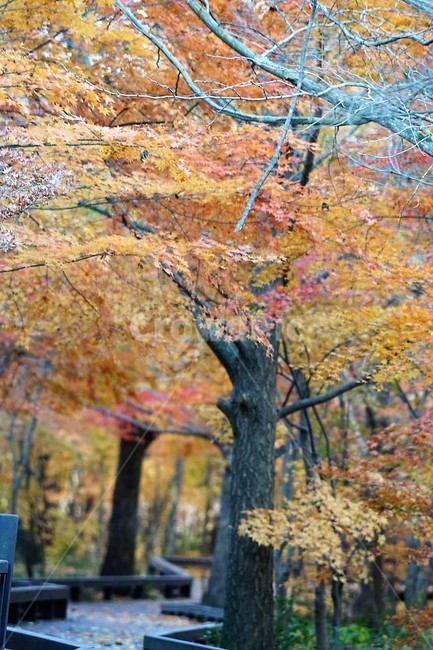 가을,나무,단풍,낙엽,season,autumn,fall,자연,계절,풍경,감성,서정,가을,계절,fall,autumn,season,식물,자연,plants,nature,나무,trees,wood,tree,plant