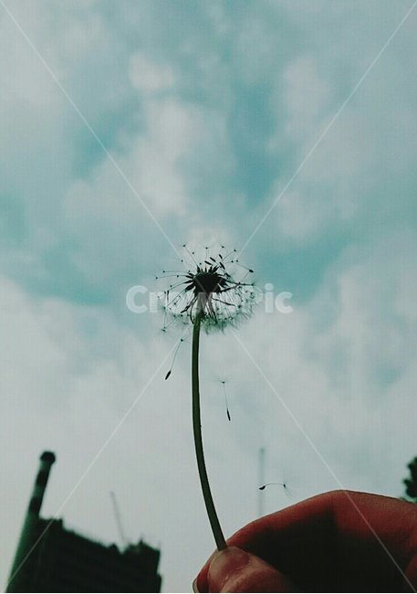 봄,꽃,봄꽃,식물,민들레,민들레홀씨,자연,dandelion,spring,배경사진,flower,nature,하늘,sky