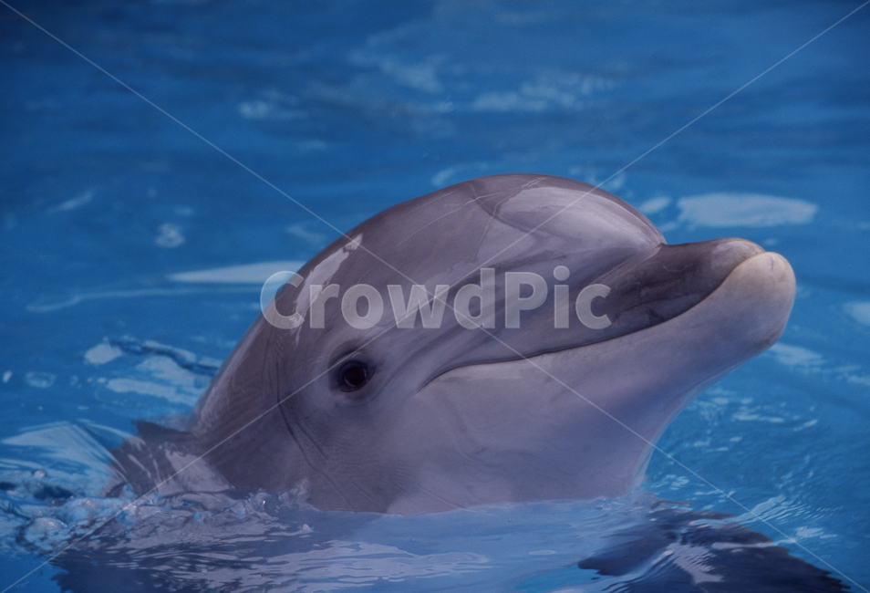 돌고래,아쿠아리움,수족관,포유류,귀여운,해양,바다,동물,animal,포유류,mammal