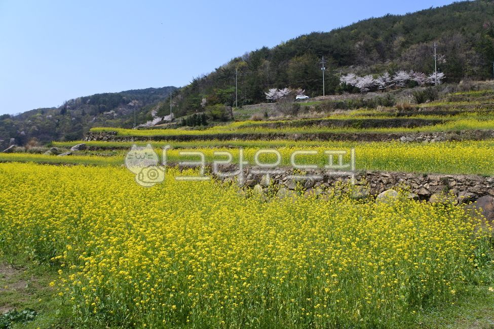 유채꽃,남해,두모마을,봄날,봄꽃,namhae,rapeblossoms,봄,꽃,flower,spring,field,들,nature,자연,옥외,outdoors