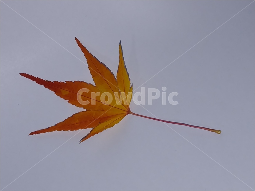 가을,단풍,나뭇잎,단풍잎,낙엽,잎,leaf,식물,나무