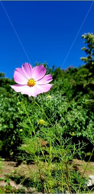 plant,식물,pollen,야생화,꽃,식물,자연,plants,nature,꽃,flower