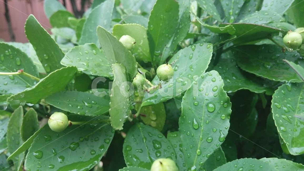 잎,잎새,녹색,비,물방울,이슬,여름,장마,식물,자연,plants,nature,과일,열매,fruit,비,비오는날,rain,rainy