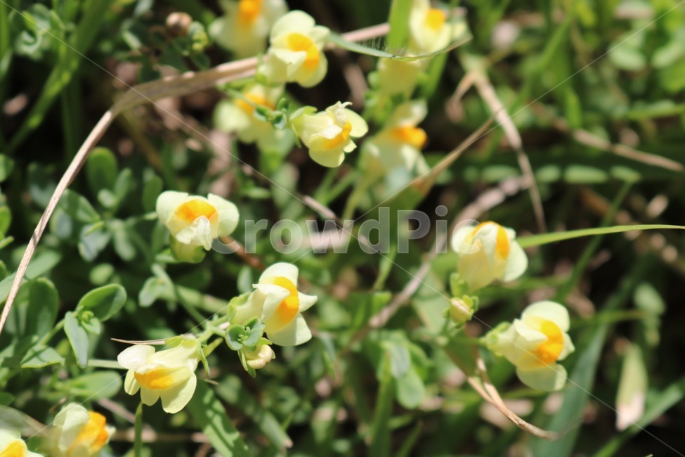 꽃,식물,노랑,초록,여름,햇빛,flower,hana,plants,shokubutsu,yellow,kiiro,green,midori,summer,natsu,sunlight,hizashi,식물,자연,plants,nature,꽃,flower