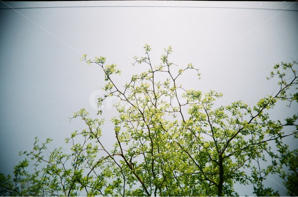 풍경,자연,식물,하늘,나무,나뭇잎,초록,맑음,나뭇가지,가지,자연,풍경,nature,landscape,plant