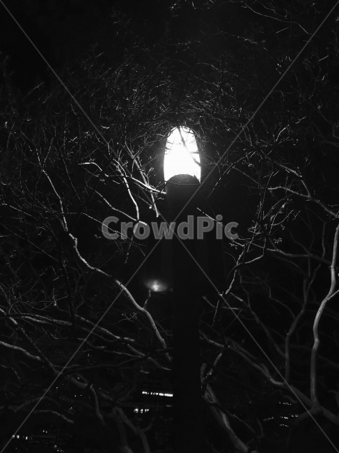 흑백,전등,불빛,나무,덕수궁,야경,밤,풍경,nightscape,night,landscape,흑백,모노톤,monochrome,black and white