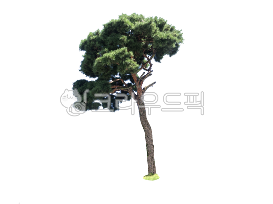 소나무,나무,누끼,배경,공원,가로수,녹지대,자연,식물,나무배경,pine,tree,isolated,background,park,green,belt,nature,plants,treebackground,removebackground,나무줄기,treetrunk,스트로브잣나무