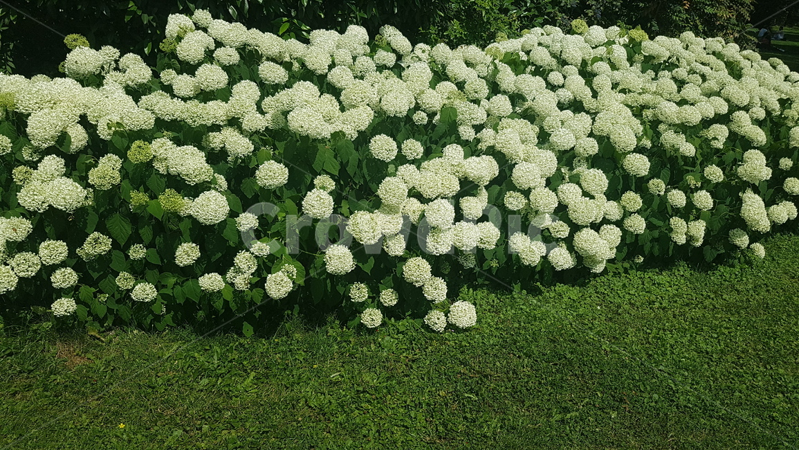 plant,식물,blossom,꽃,flower,봄,여름,하얀,식물,자연,plants,nature,꽃,flower