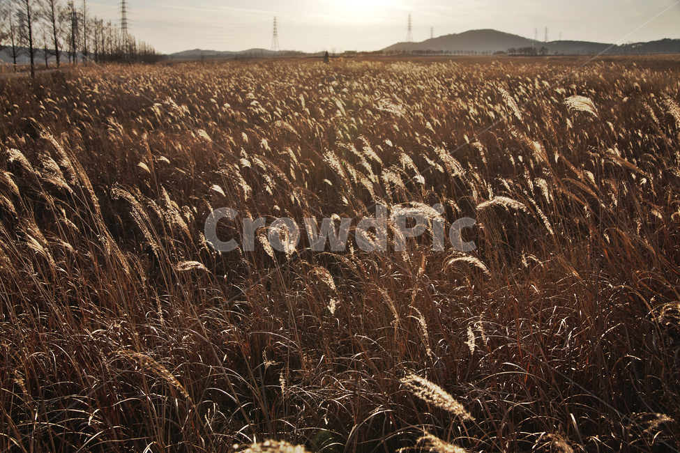 시화호,안산,대부도,시화방조제,갈대,계절,식물,자연,plants,nature