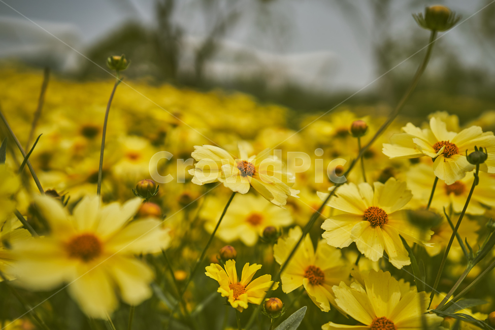 꽃,식물,노란색,flower,yellow