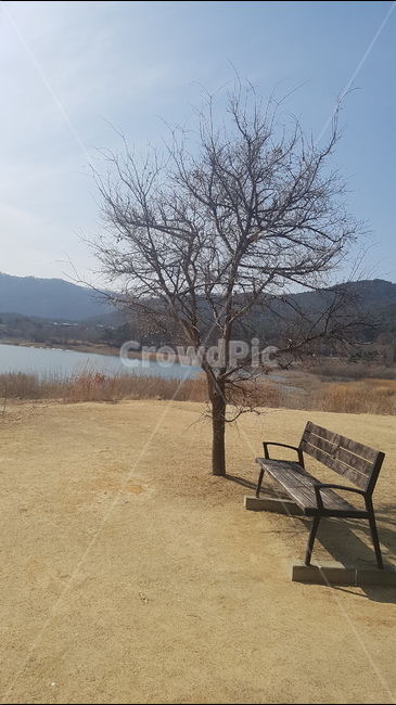 대청호,풍경,위자,봄,외로움,식물,자연,plants,nature,나무,trees,wood