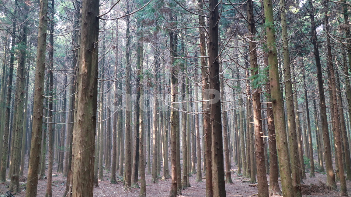 제주도,제주,사려니숲길,숲,숲길,돌탑,나무,jeju,forest,stupa,stone,rock,tree,sunshine