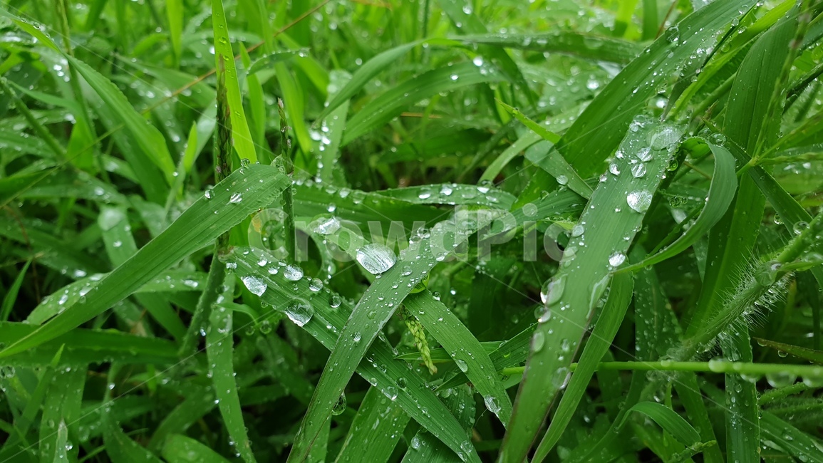 빗방울,풀,식물,작은물방울,초록,grass,plant
