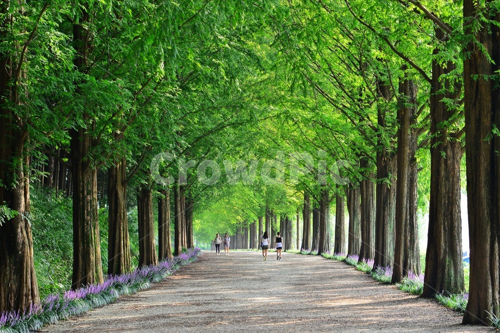 person,사람,human,인간,plant,식물,tree,나무,vegetation,초목,path,통로,outdoors,옥외,grove,작은숲,nature,자연,담양,메타길,메타스콰이어길,맥문동,맥문동길,여름,계절,숲길