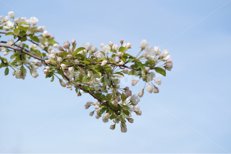 사과꽃,봄,연핑크,맑음,아침,꽃봉오리,식물,자연,plants,nature,꽃,flower