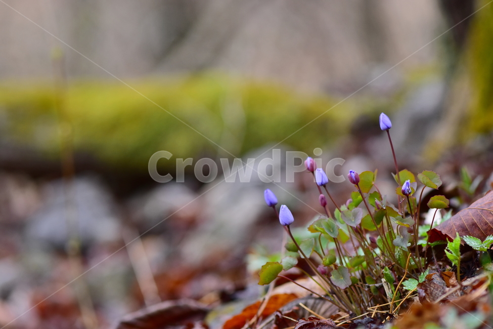 깽깽이풀,야생화,봄,꽃,풀꽃,자연,식물,식생,plants,nature,spring,season,flower