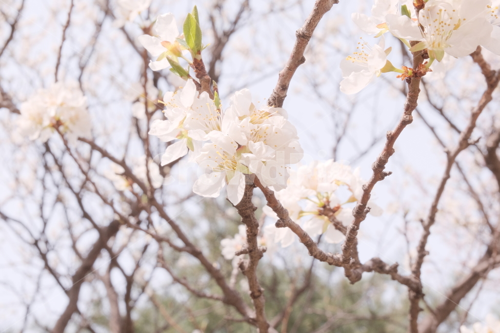 봄,벚꽃,여의도,spring,flower,tree