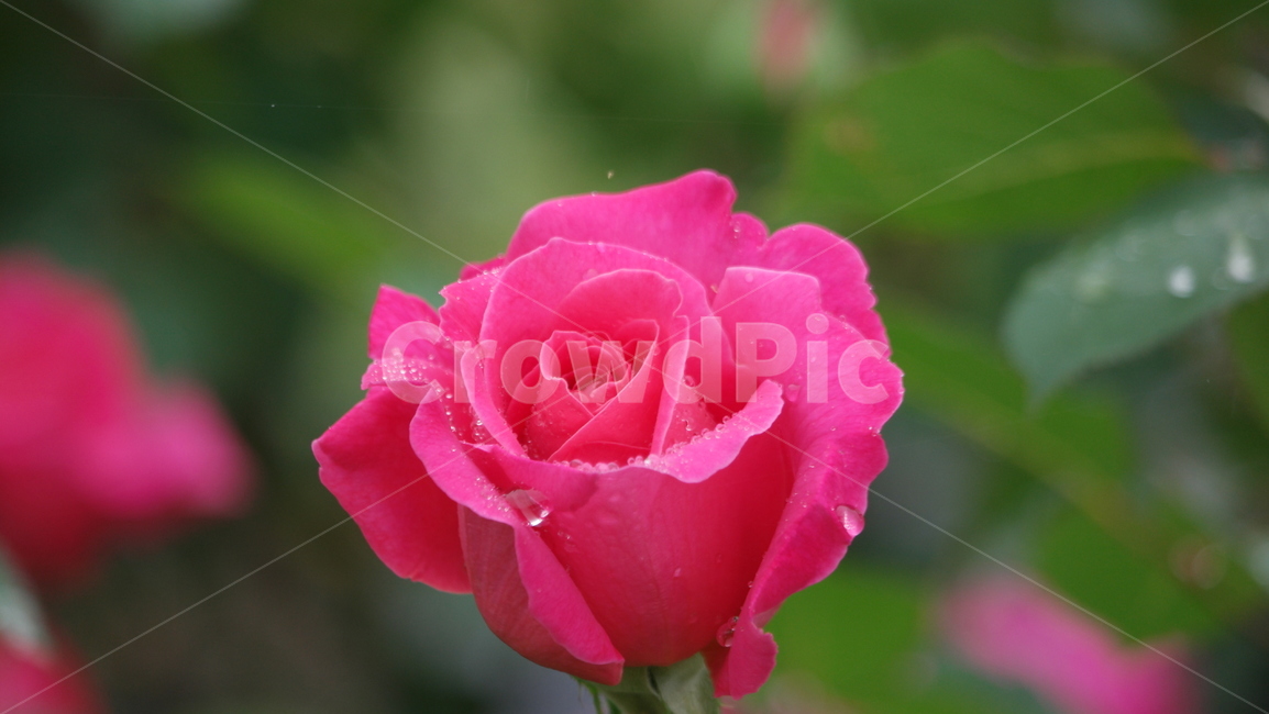 로즈가든,장미,장미꽃,장미원,로즈,薔薇,rose,식물,자연,plants,nature,꽃,flower