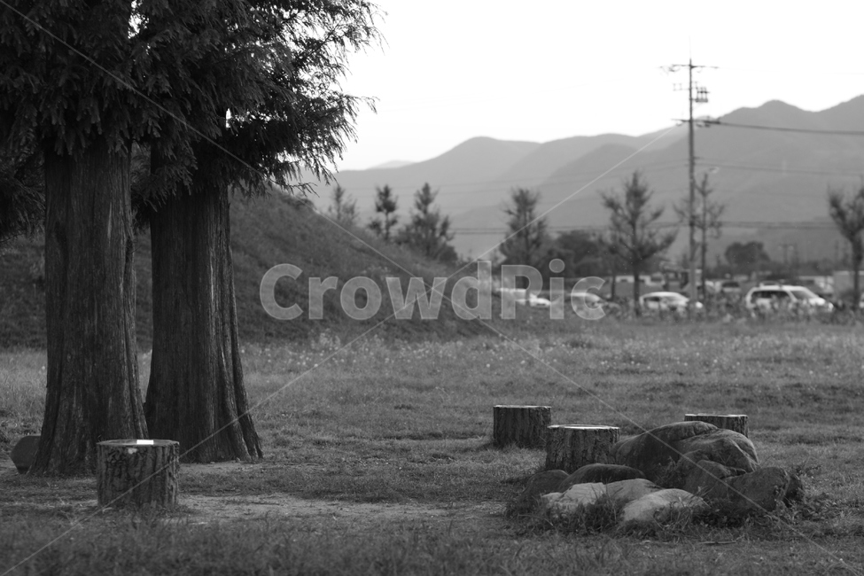 경주,휴식터,휴식,감성,흑백,자연,풍경,nature,landscape,흑백,모노톤,monochrome,black and white,tree stump,그루터기