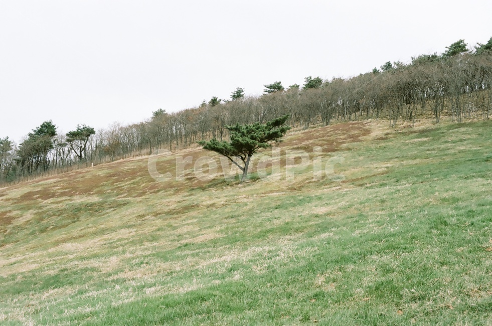 숲,나무,언덕,자연,녹색,forest,tree,plant,nature,green,자연,풍경,nature,landscape,식물