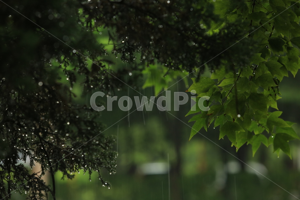 비,소경,풍경,비오는날,비오는소경,rain,식물,자연,plants,nature,비,비오는날,rain,rainy