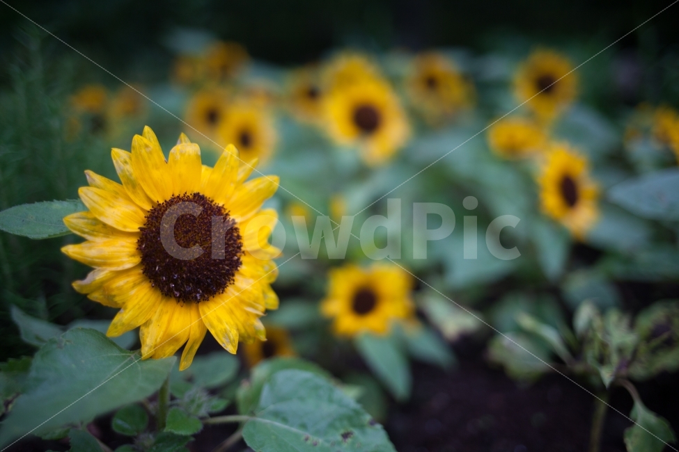 해바라기,꽃,풍경,감성,자연,식물,자연,plants,nature,꽃,flower