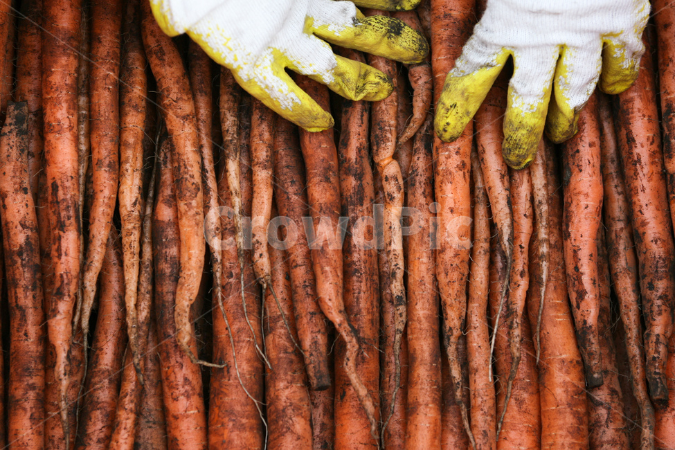 country,naturelandscape,white,farm,natural,raw,greenhealthhealthyfoodshealthylifehealthylifestylehealthylifestylebackground,vitamin,market,nutrition,closeup,background,bunch,carrotcarrot,colorful,diete,color,Jeju,isolated,jejuisland,vegetable,vegetables,c