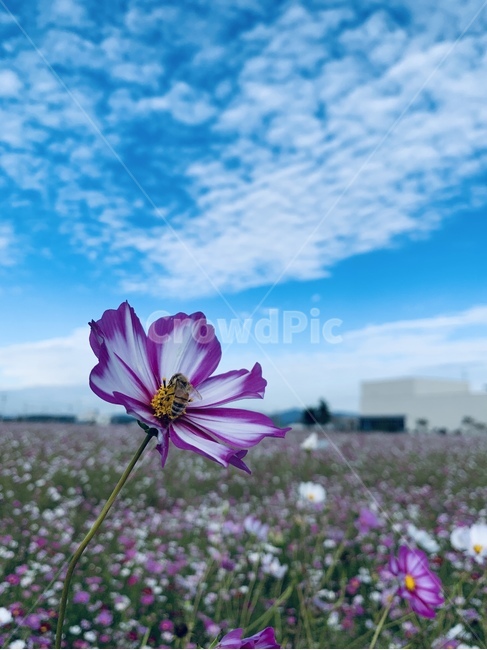 꿀벌,가을,하늘,가을하늘,코스모스,들판,벌꿀,꽃잎,식물,flower,꽃,plant,blossom,식물,자연,plants,nature,꽃,flower,곤충,벌레,insect,bug