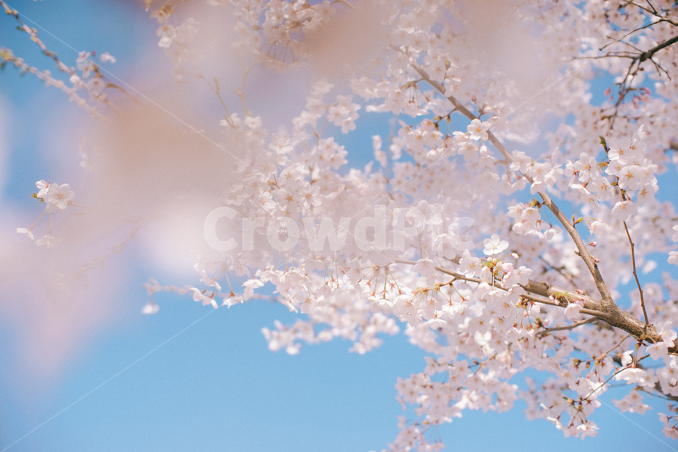 봄,벚꽃,꽃,나무,하늘,봄꽃,봄,계절,spring,season,식물,자연,plants,nature,꽃,flower,plant