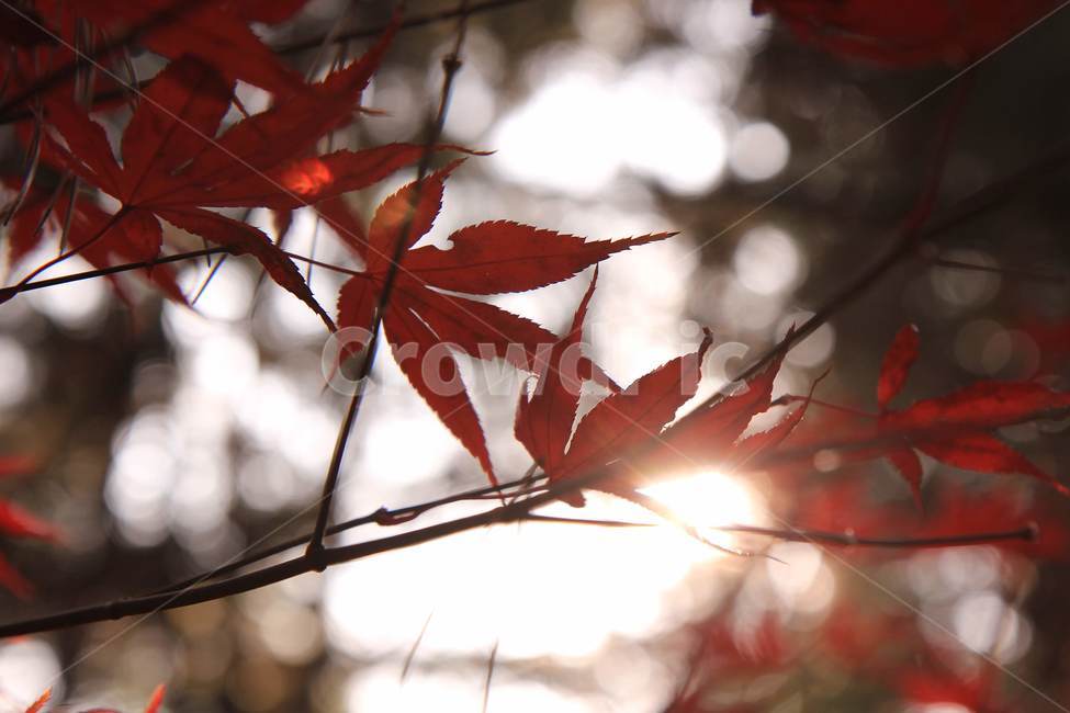 가을,낙엽,단풍,autumn,fall,nature,계절,season,나뭇잎,자연,식물,햇살,가을,계절,fall,autumn,season,leaf,잎,plant,tree,나무,maple