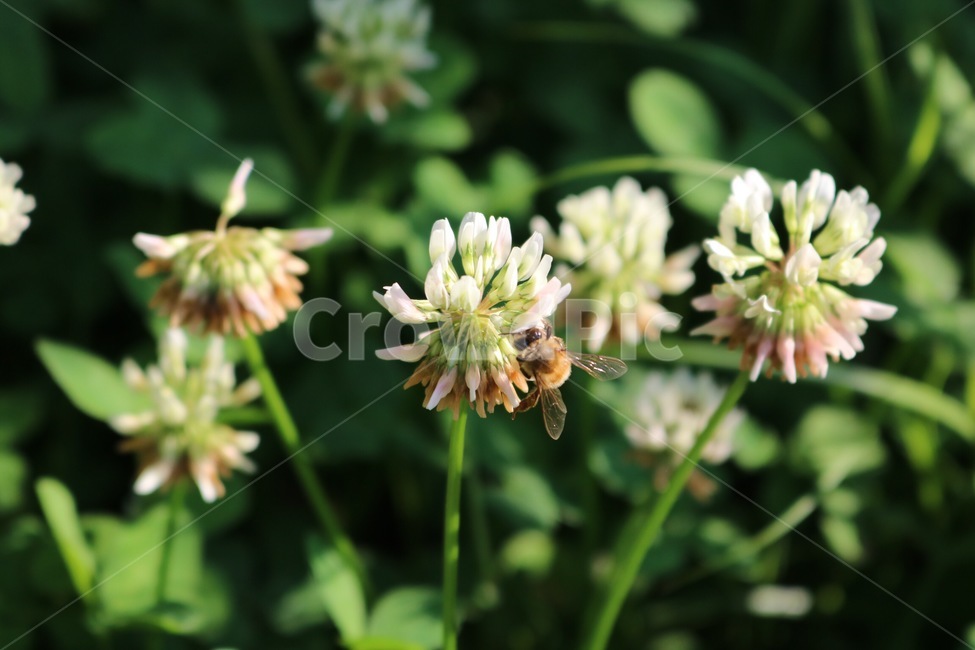 꽃,식물,벌,곤충,토끼풀꽃,초록,흰색,노랑,flower,plants,bee,insect,rabbitgrassflower,green,white,yellow,hana,shokubutsu,hachi,konchuu,usagikusabana,midori,shiro,kiiro,자연,nature,식물,자연,plants,nature,꽃,flower,동물,animal,곤충,벌레,insect,bug