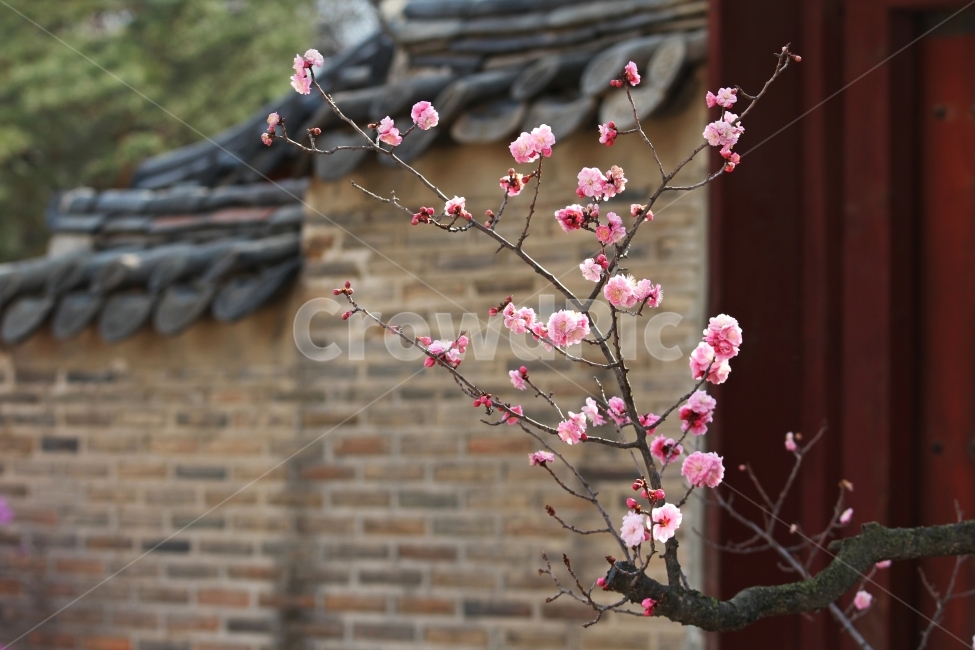 매화,꽃,식물,자연,고궁과매화,겹매화,감성사진,한국전통,한국문화,korean traditional,korean culture,식물,자연,plants,nature,꽃,flower